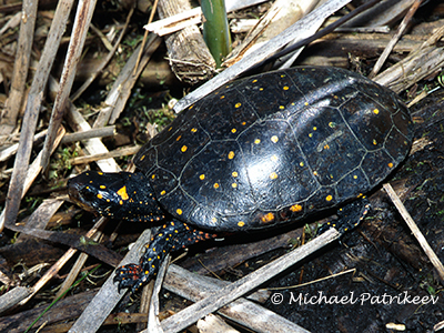 Spotted Turtle